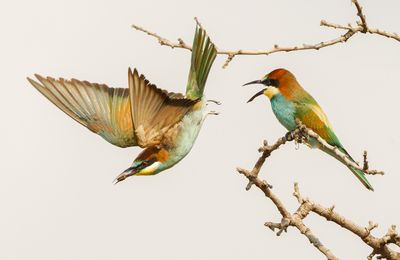 Bee Eater