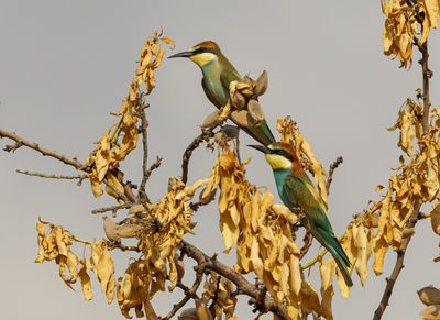 Bee Eater