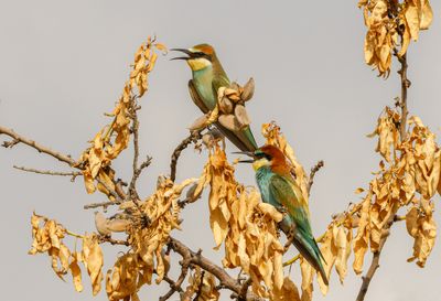 Bee Eater