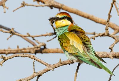 Bee Eater