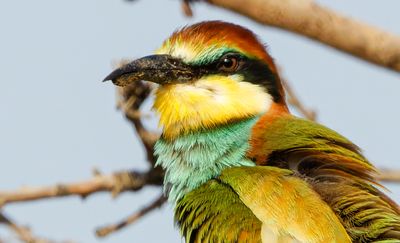 Bee Eater
