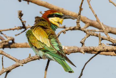 Bee Eater