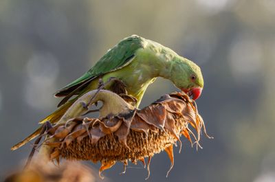 Rose-ringed Parakeet
