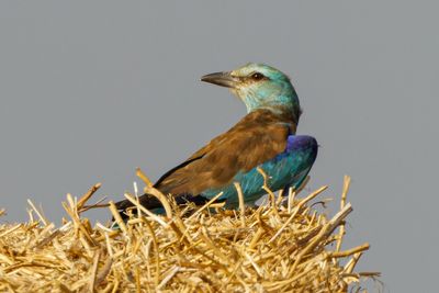 Roller (European)