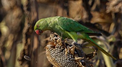Rose-ringed Parakeet
