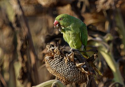 Rose-ringed Parakeet