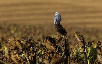 Black-winged kite