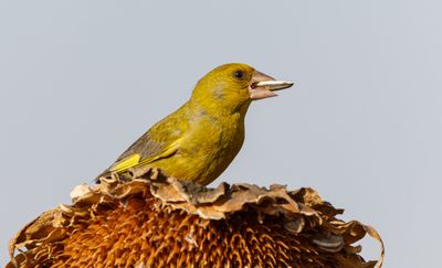 Greenfinch