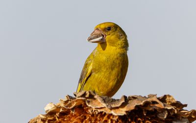 Greenfinch