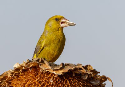 Greenfinch