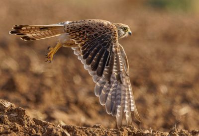 Common Kestrel