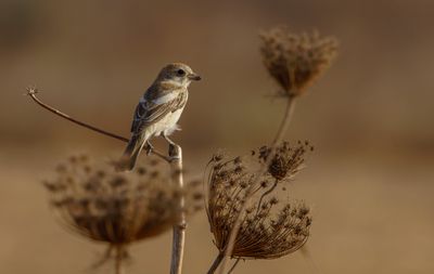 Woodchat Shrike