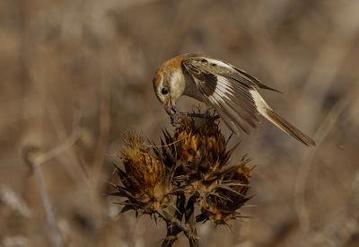 Woodchat Shrike