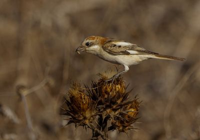 Woodchat Shrike