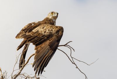 Short Toed Eagle