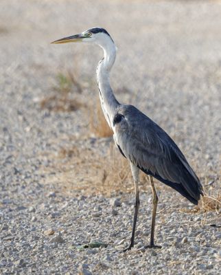 Grey Heron