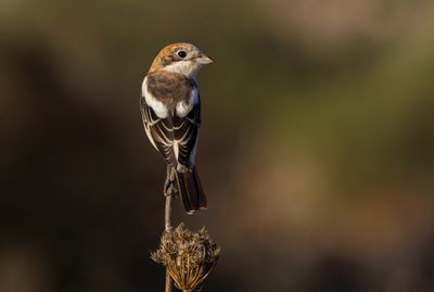 Woodchat Shrike