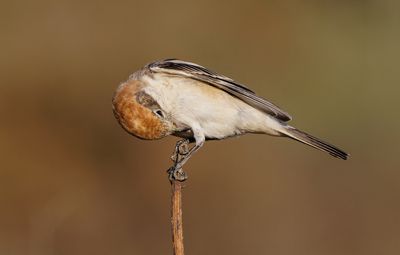 Woodchat Shrike