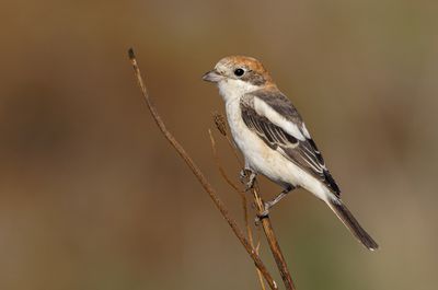 Woodchat Shrike