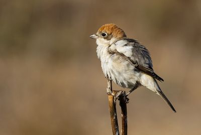 Woodchat Shrike