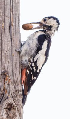 Syrian Woodpecker