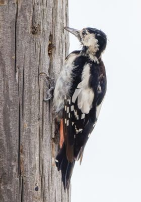 Syrian Woodpecker