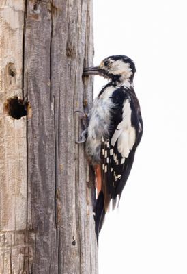 Syrian Woodpecker