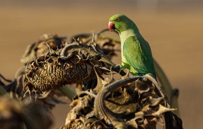 Rose-ringed Parakeet