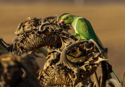Rose-ringed Parakeet