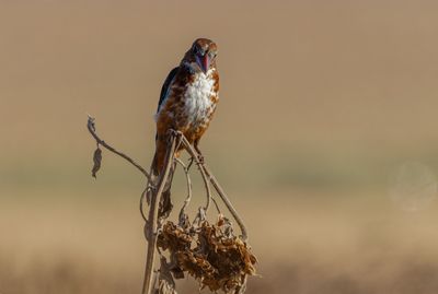 White throated Kingfisher