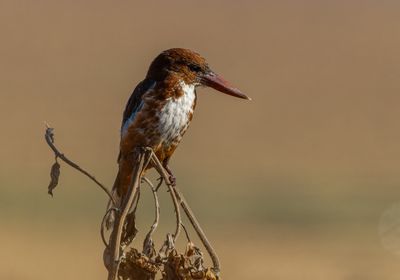 White throated Kingfisher