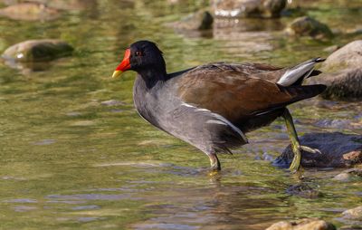Moorhen