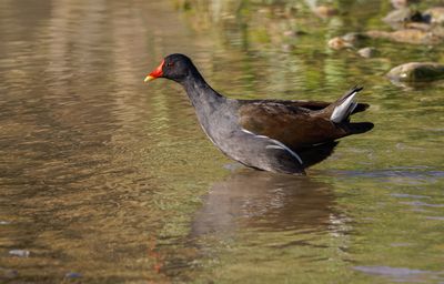 Moorhen