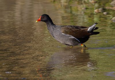 Moorhen