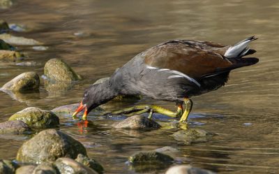 Moorhen סופית