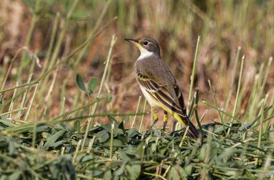 Yellow Wagtail נחליאלי צהוב