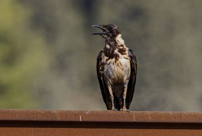 Hooded Crow