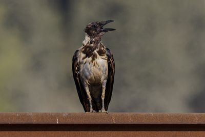 Hooded Crow עורב אפור