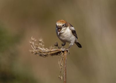 Woodchat Shrike