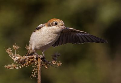 Woodchat Shrike