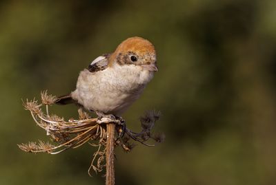 Woodchat Shrike
