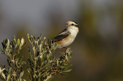 Masked Shrike