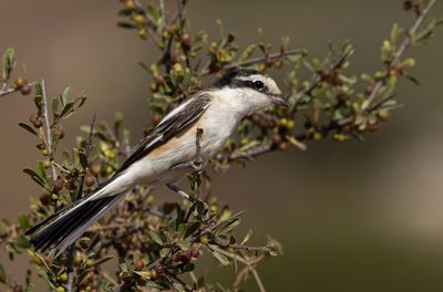 Masked Shrike