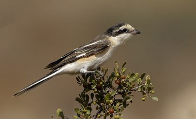 Masked Shrike