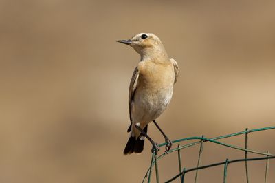 Isabelline Wheatear
