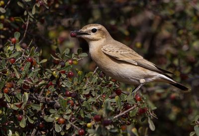 Isabelline Wheatear