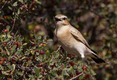 Isabelline Wheatear