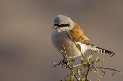 Red backed Shrike