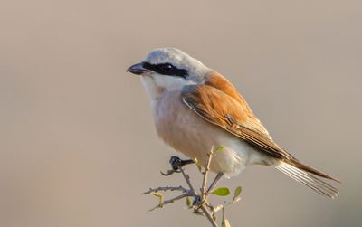 Red backed Shrike