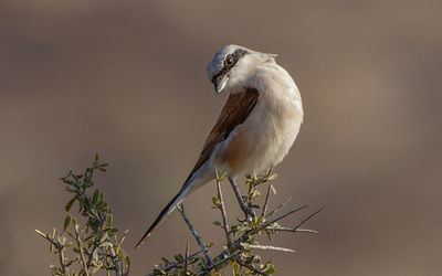 Red backed Shrike